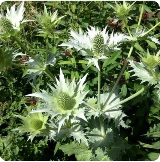 HIERBA DEL SAPO ERYNGIUM NASTURTIIFOLIUM TOAD'S HERB FROGGRASS