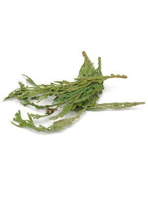 Cedar tips Western Red