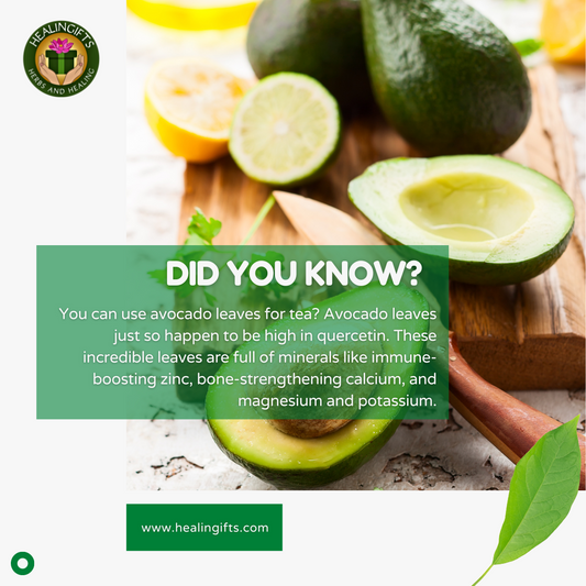 Health benefits of avocado leaf tea