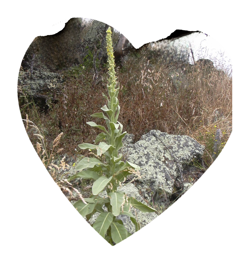 Hojas de gordolobo