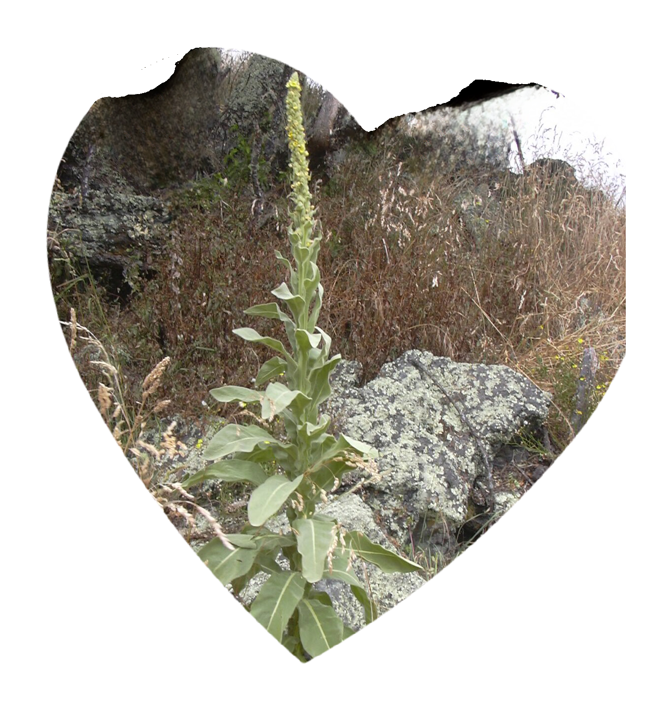 Mullein Leaves