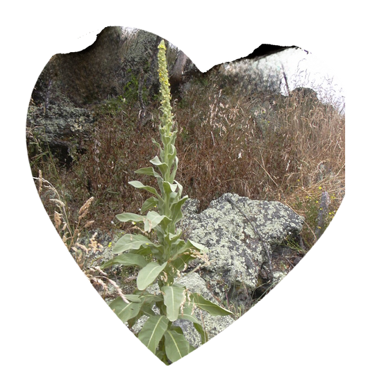 Mullein Leaves
