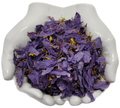 Blue Lotus Flower | Egyptian Water Lily | HealinGifts