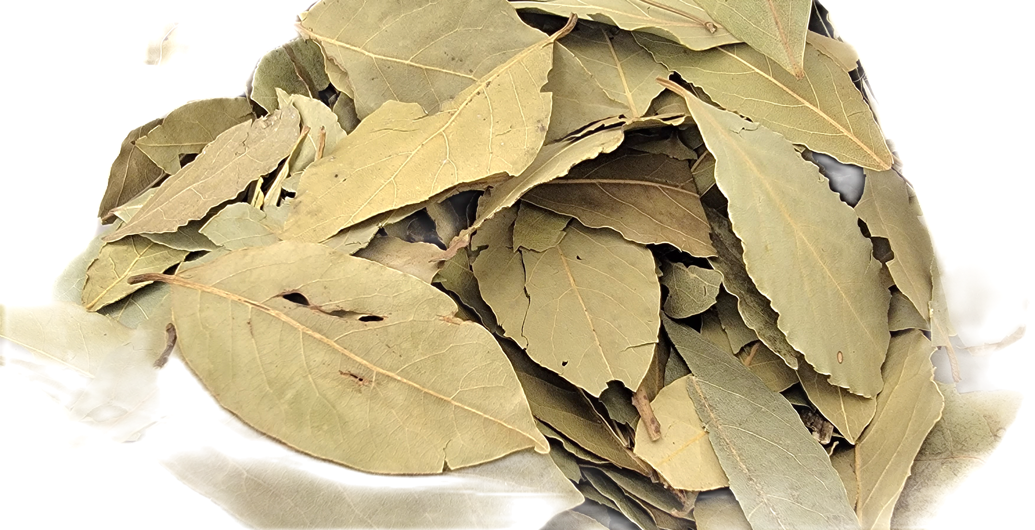 Hojas de laurel