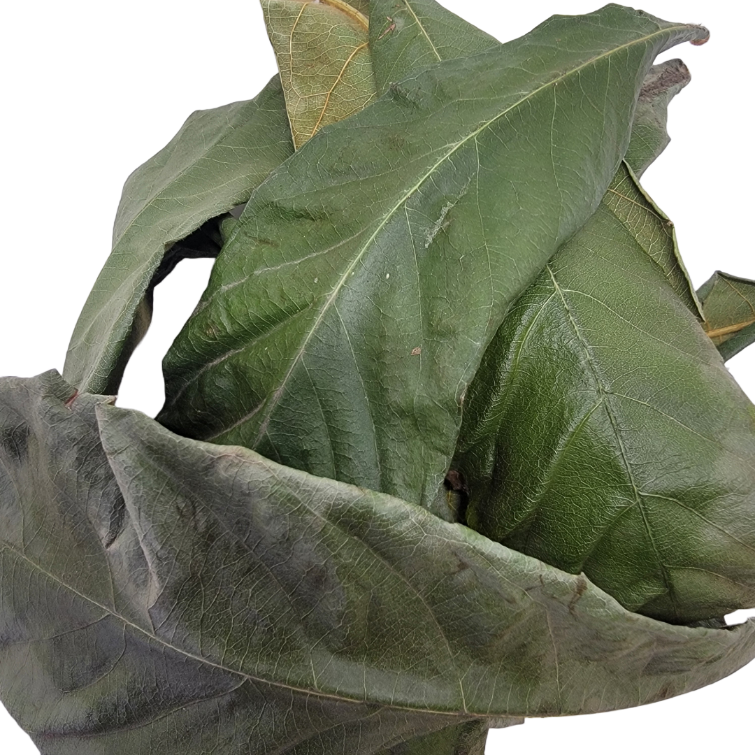 Manchas de hojas de guayaba