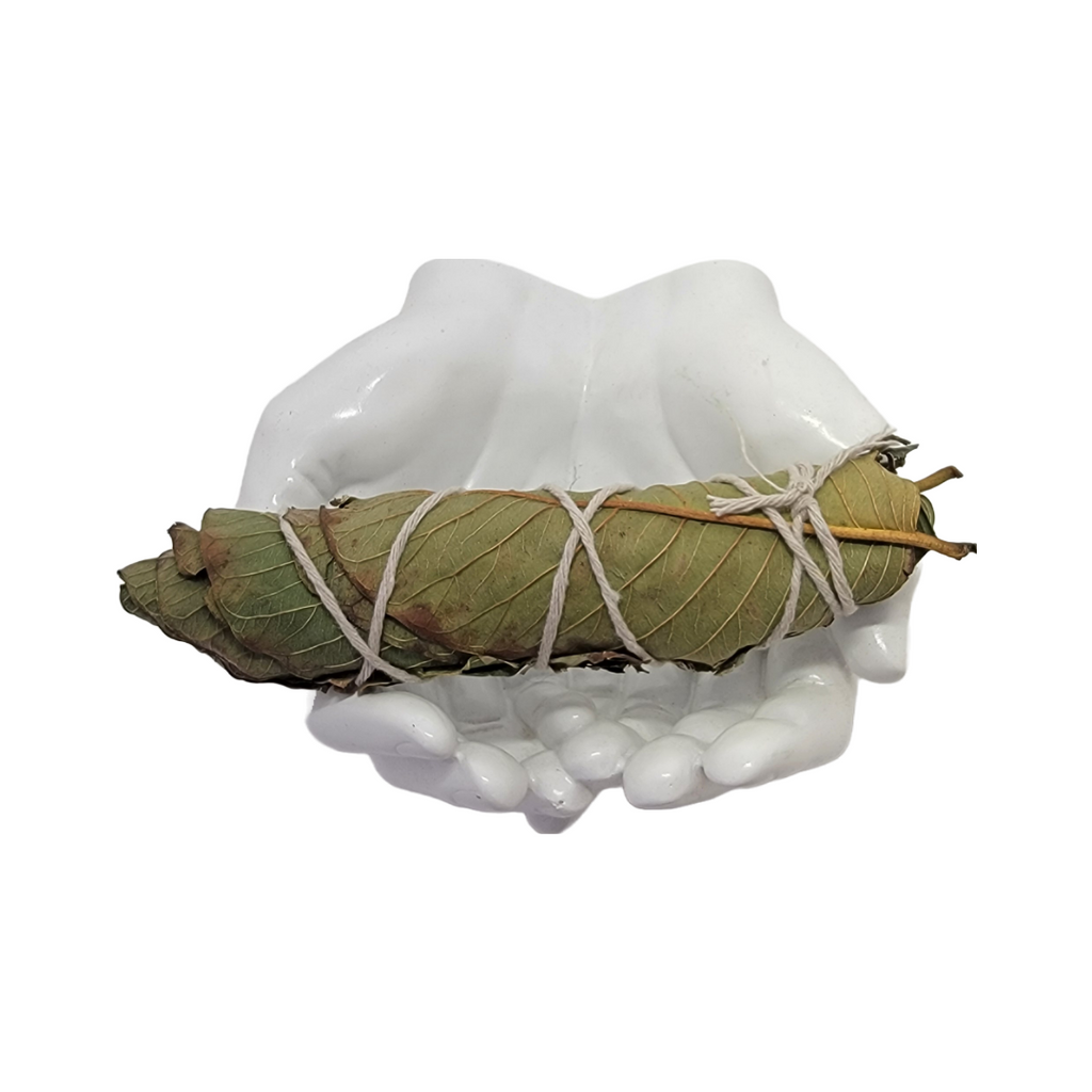Manchas de hojas de guayaba