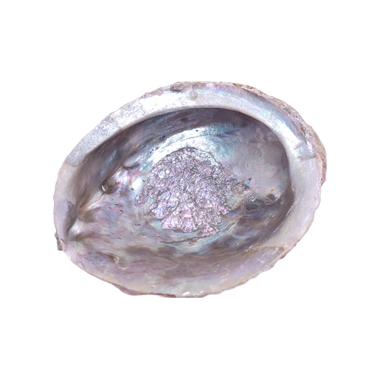 Abalone Shell