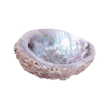 Abalone Shell