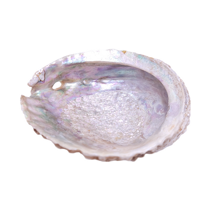 Abalone Shell