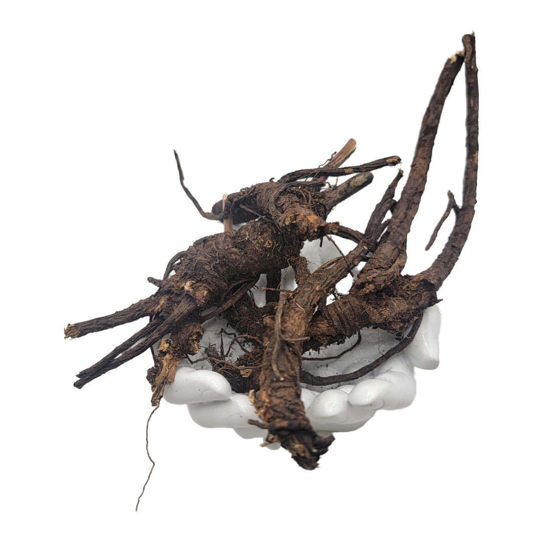 Osha Root whole freshly harvested great for cough respiratory issues