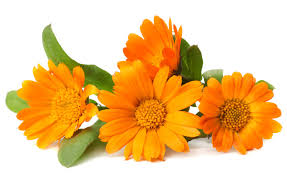 Calendula Marigold  flowers whole Cancerina