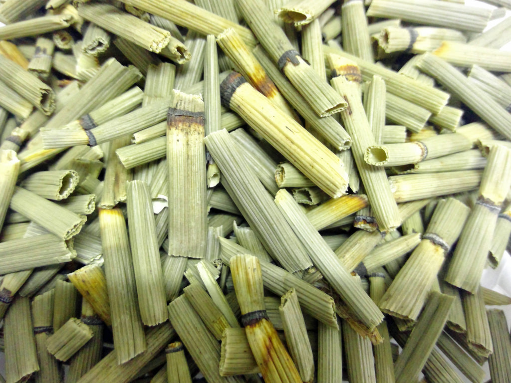 Cola de Caballo Horsetail Shavegrass  Equisetum Arvense
