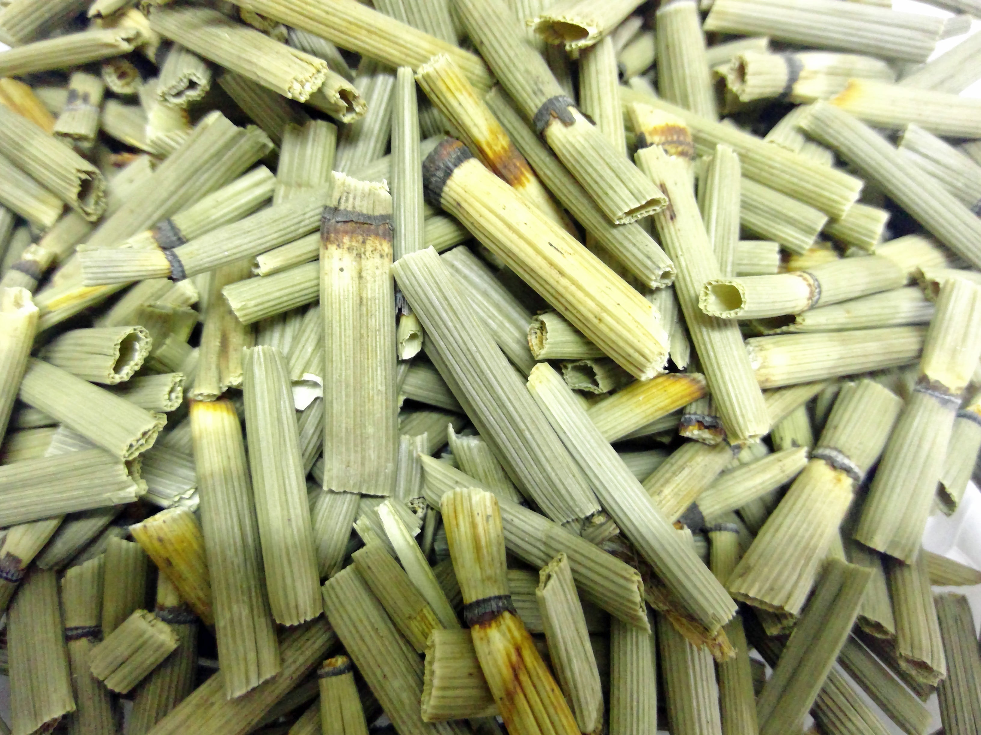 Cola de Caballo Cola de Caballo Shavegrass Equisetum Arvense