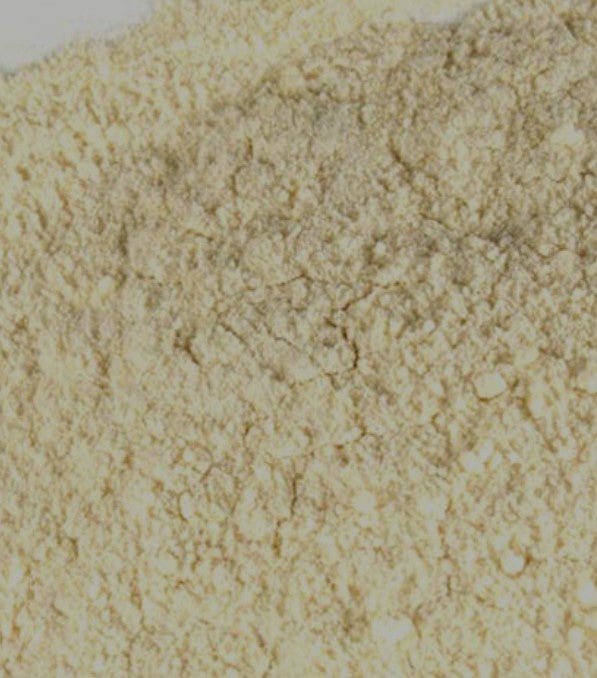 Garlic Powder  Allium sativum
