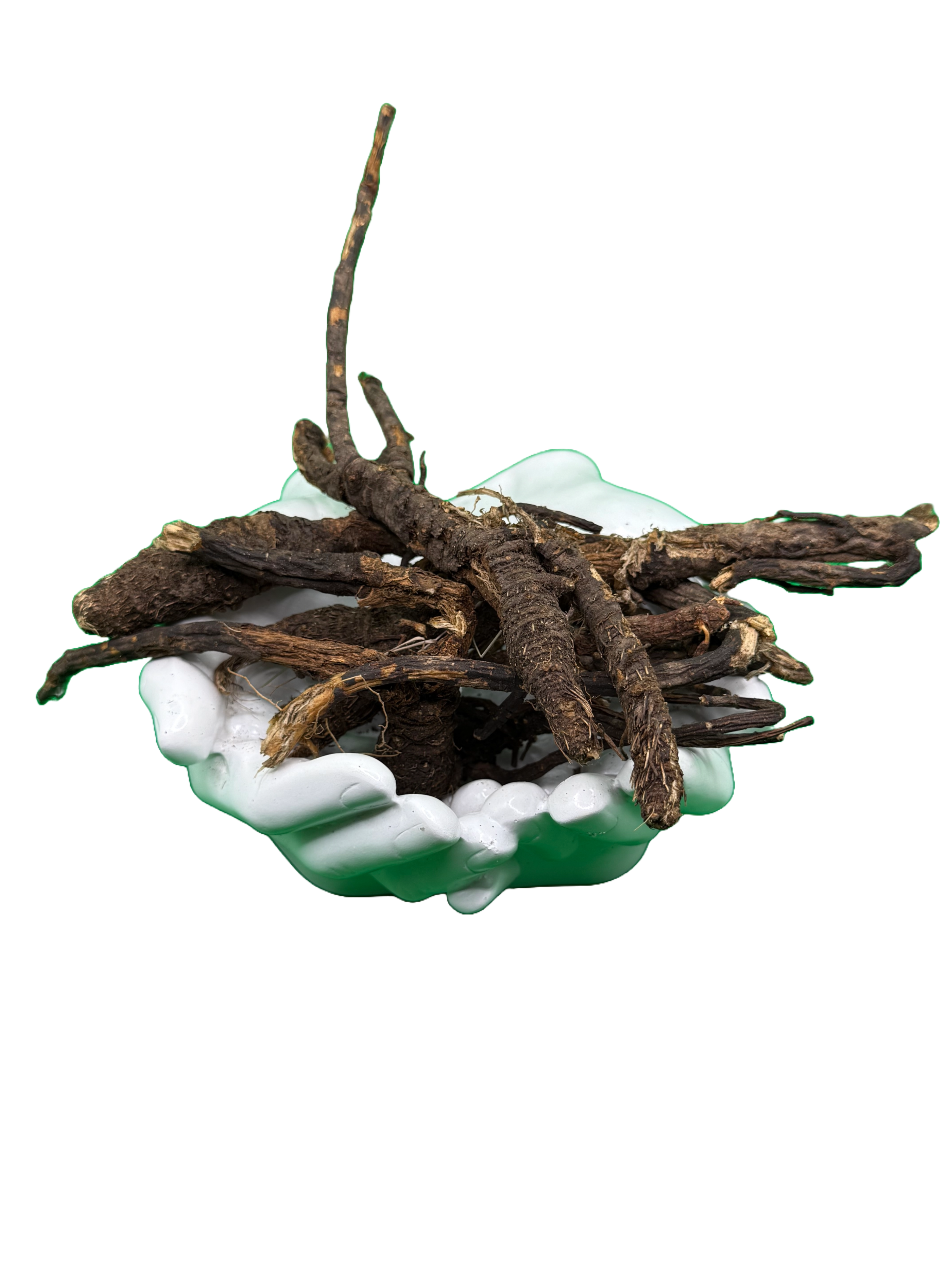 Osha Root whole freshly harvested great for cough respiratory issues and pain