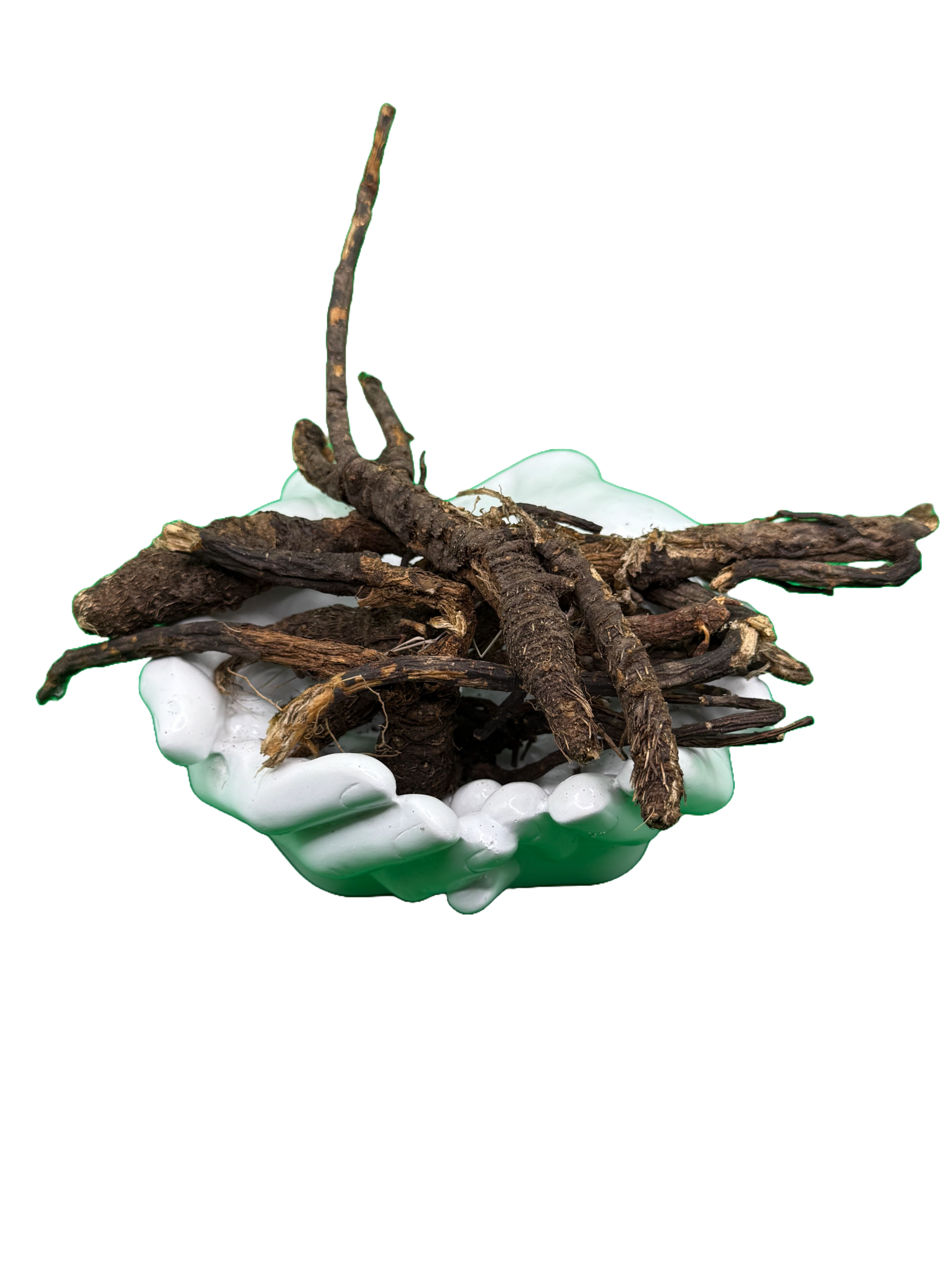 Osha Root (Ligusticum porteri) | HealinGifts