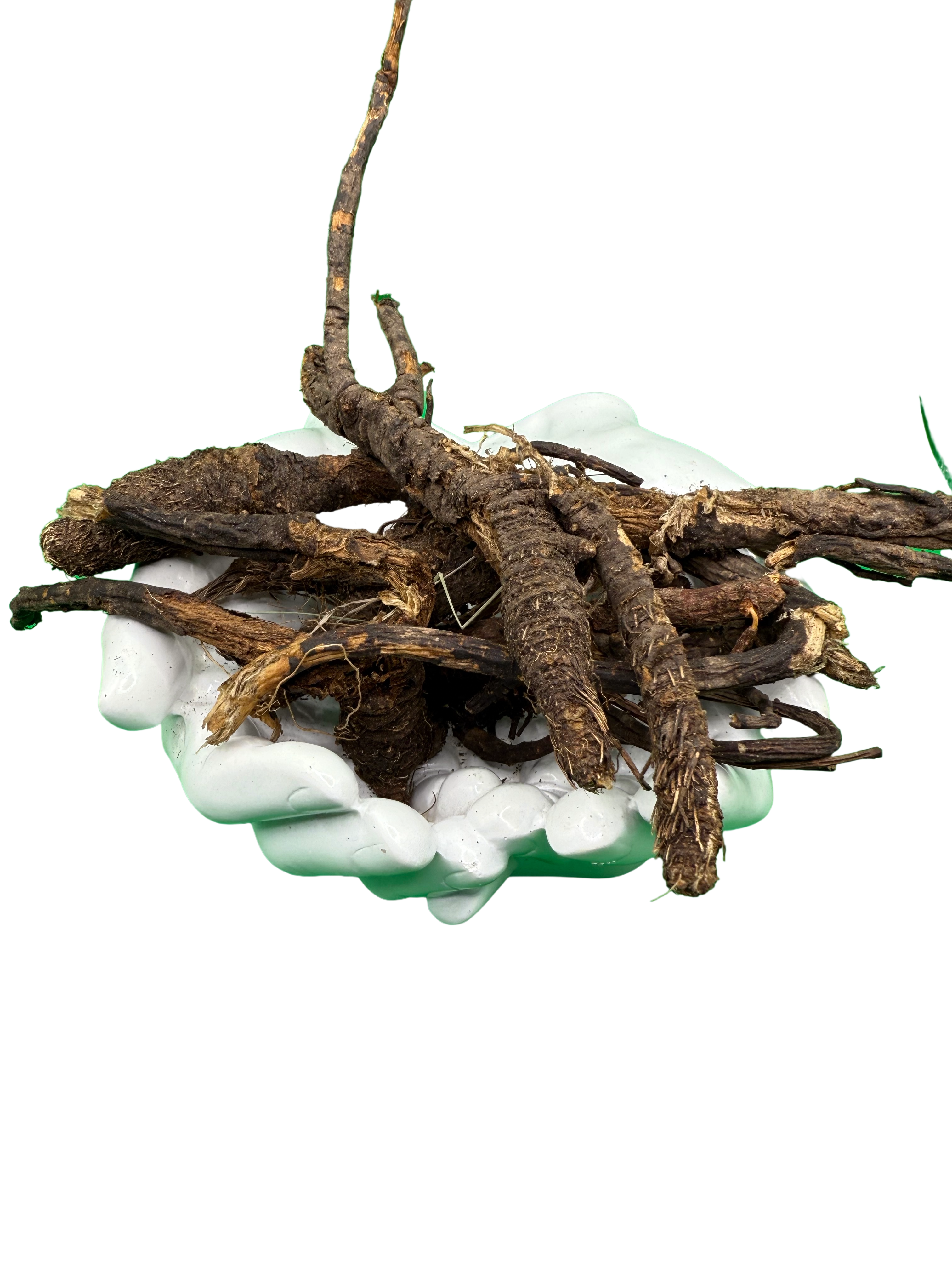 Osha Root whole freshly harvested great for cough respiratory issues and pain