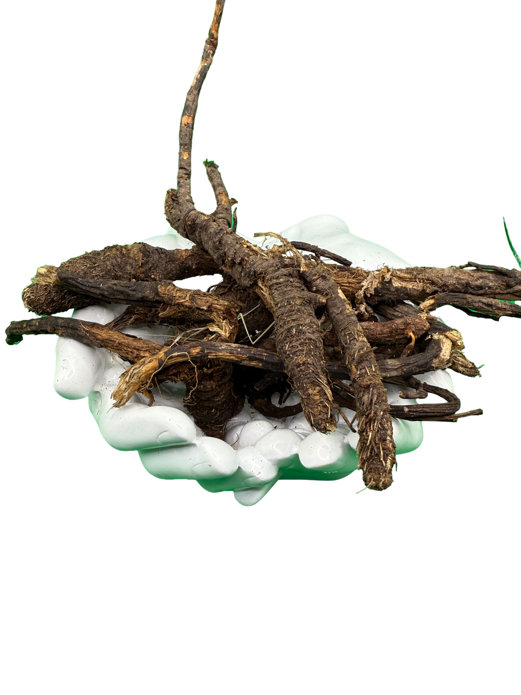 Osha Root (Ligusticum porteri) | HealinGifts