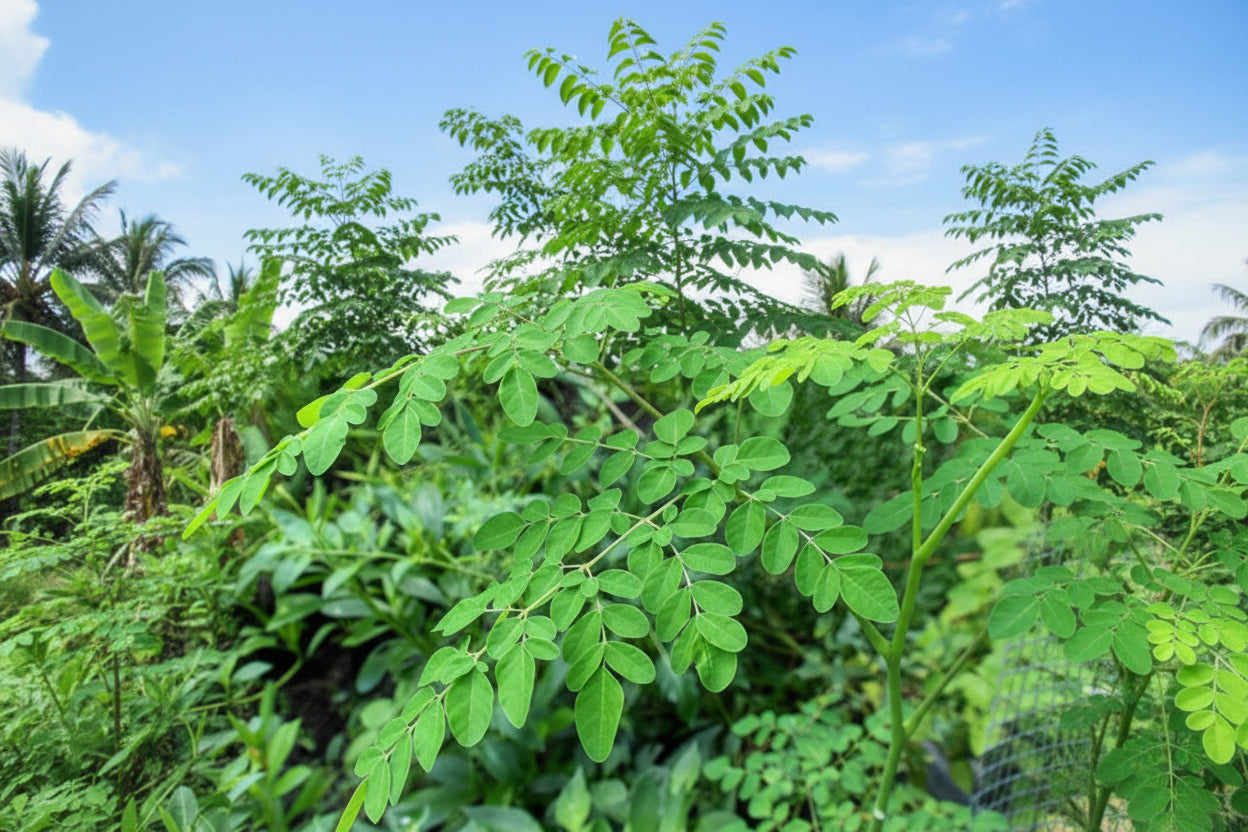 Moringa leaves cut and sifted
