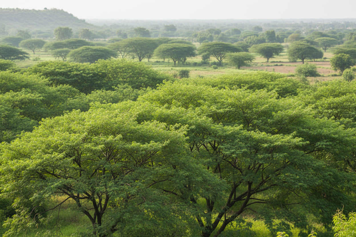 Neem Leaf cut and sifted