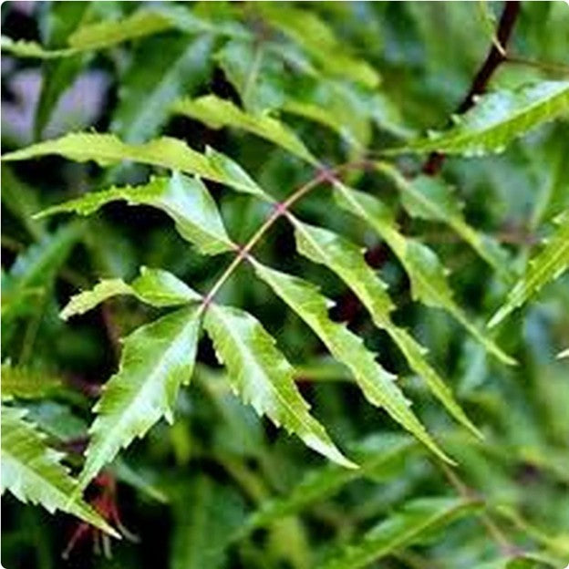 Neem Leaf cut and sifted
