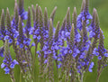 Blue Vervain
