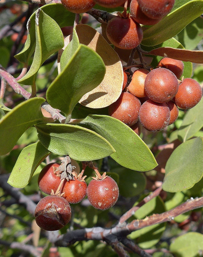 Gayuba, Arctostaphylos, Pinguica Uva-Ursi