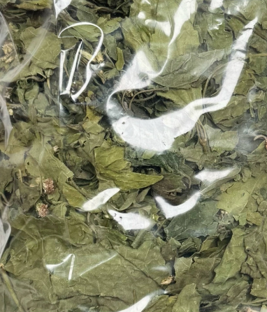 Mexican Dream Herb | Calea ternifolia Ritual Botanical