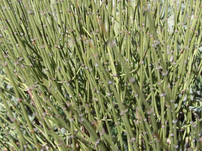 Brigham tea by HealinGifts