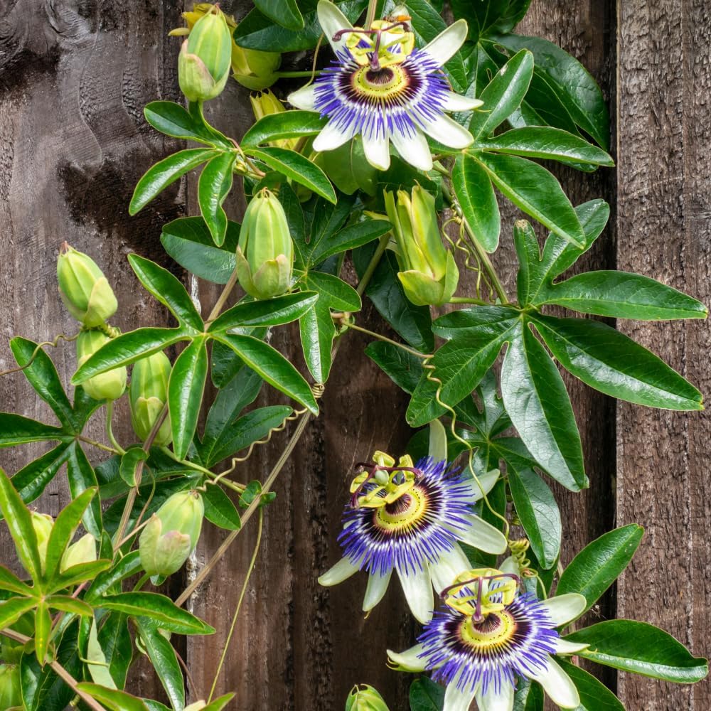 Flor de la Pasión, Pasiflora hierba seca