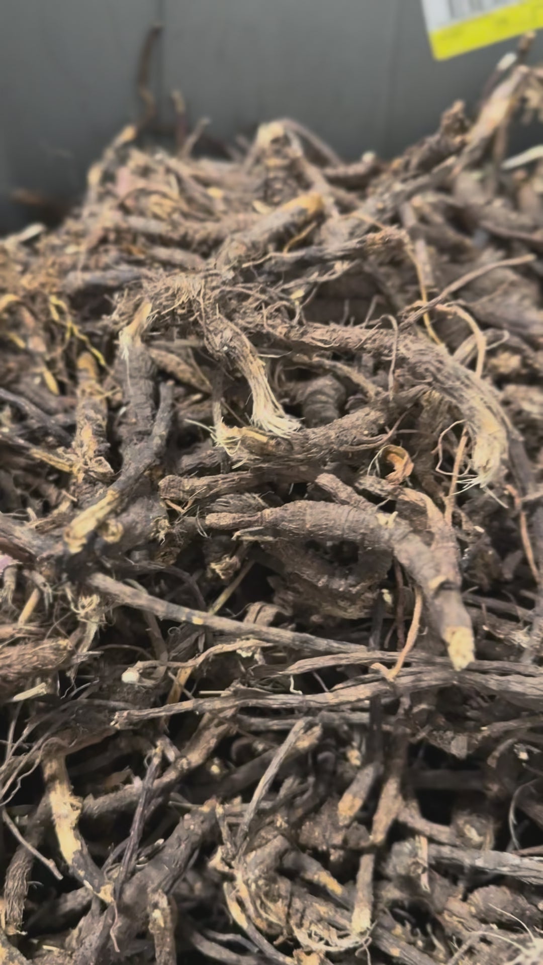 Osha Root whole freshly harvested great for cough respiratory issues and pain