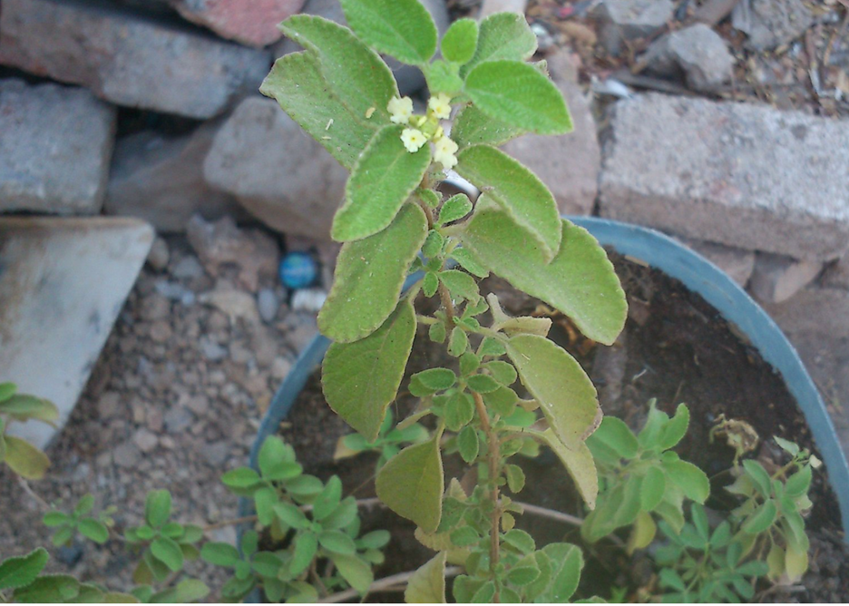 Prodigiosa 15 tea bags in resealable Kraft bag - our popular tea for digestion