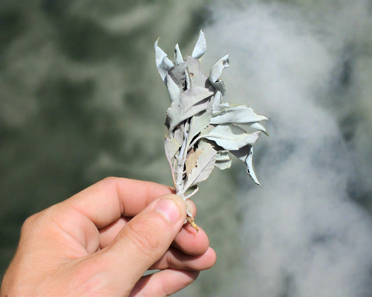 Sage leaves  loose