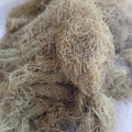 Liquen de Usnea entero