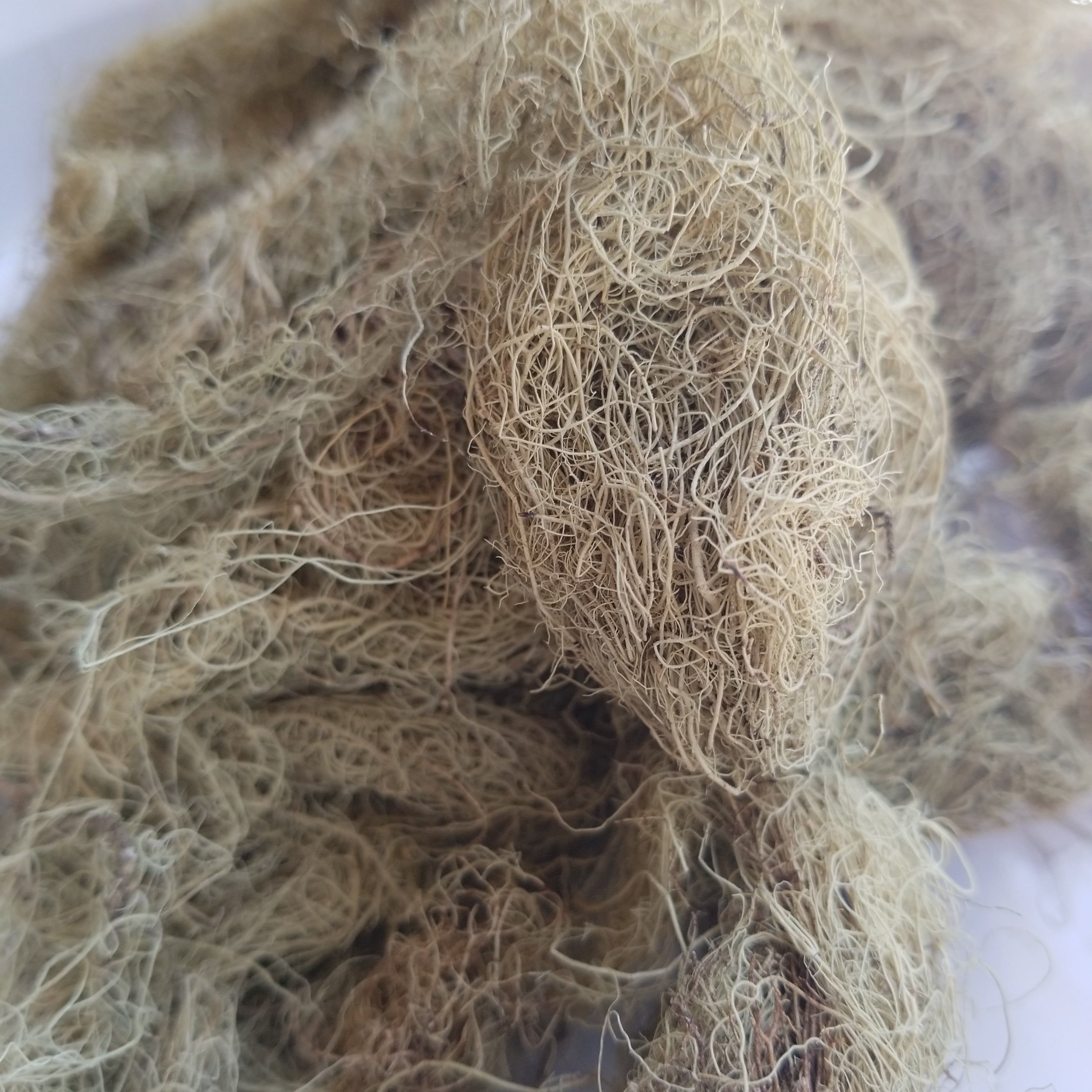 Liquen de Usnea entero