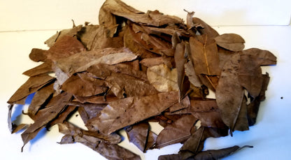 Guanabana Soursop Guyabano Leaves hojas whole dried
