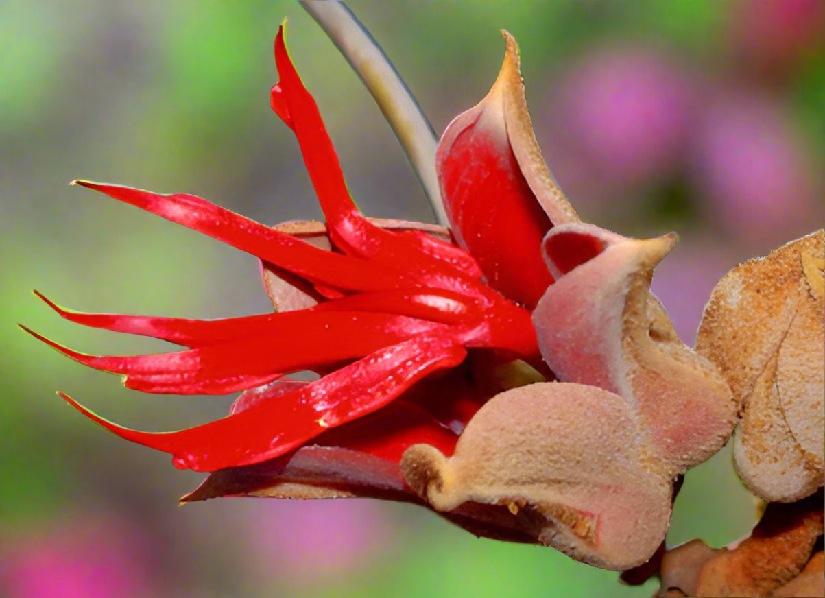 Flor de manita fresh Devil's hand