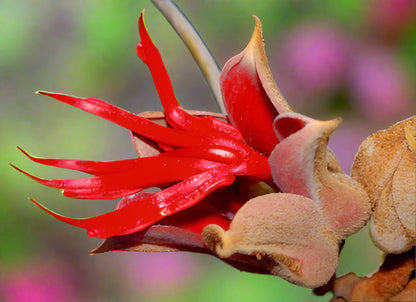 Flor de manita fresh Devil's hand