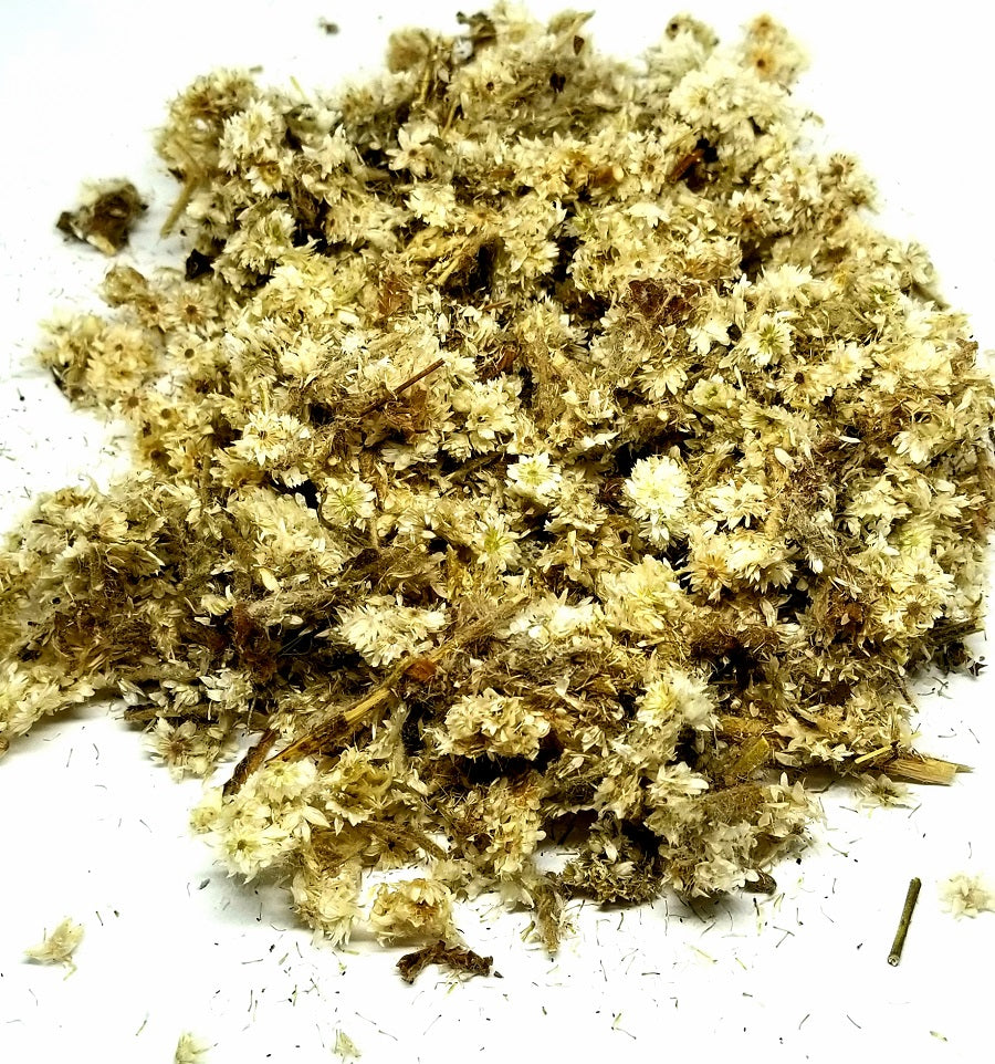 Mullein Flowers or Gordolobo