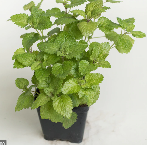 Hoja De Melisa Torongil Melissa