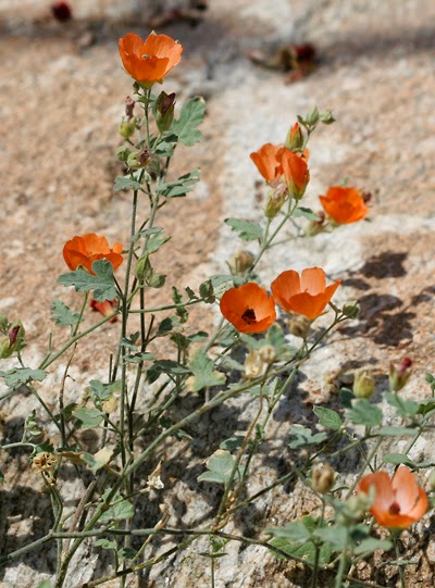 Yerba de la Negrita, Scarlet Globemallow, Sphaeralcea coccinea