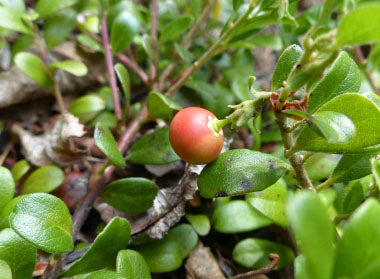 Gayuba Arctostaphylos Pinguica Uva-Ursi Kinnikinnick hojas