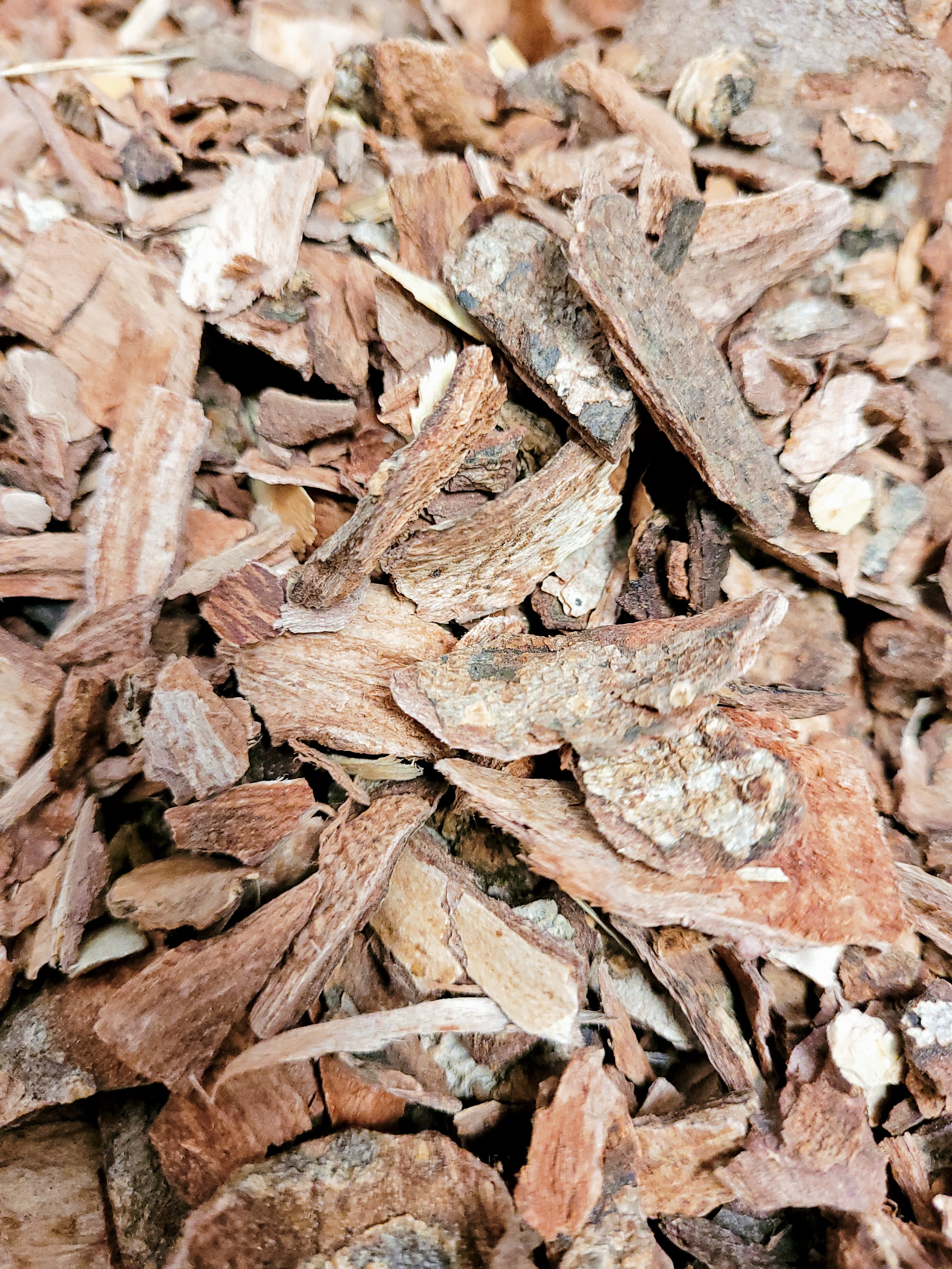 Cuachalalate herb hardwood chip