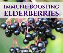 Bayas de saúco, Sambucus nigra