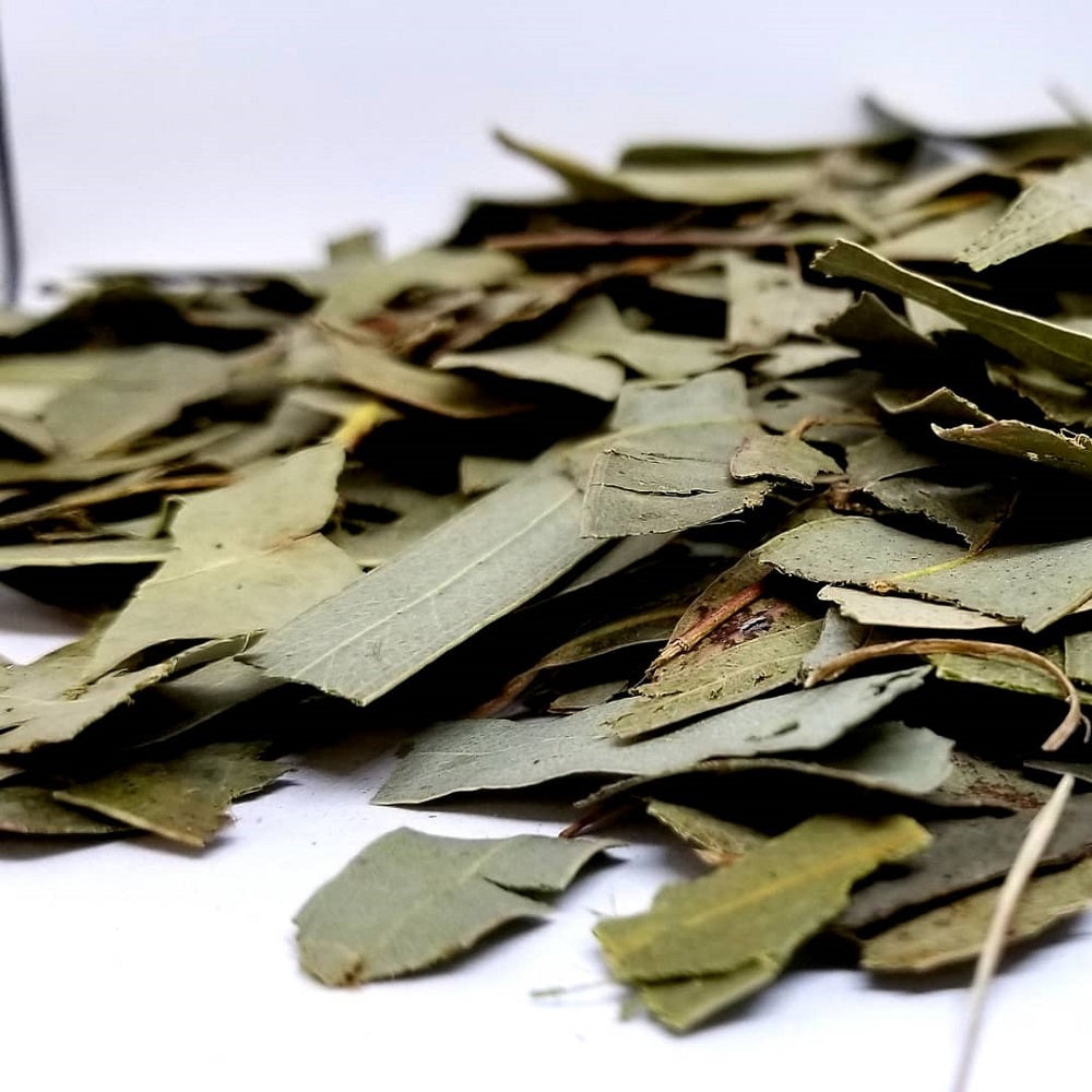 Eucalipto Eucaliptus Leaves  EUCALYPTUS GLOBULUS