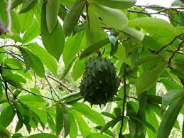 Guanabana Soursop Guyabano Leaves hojas whole dried
