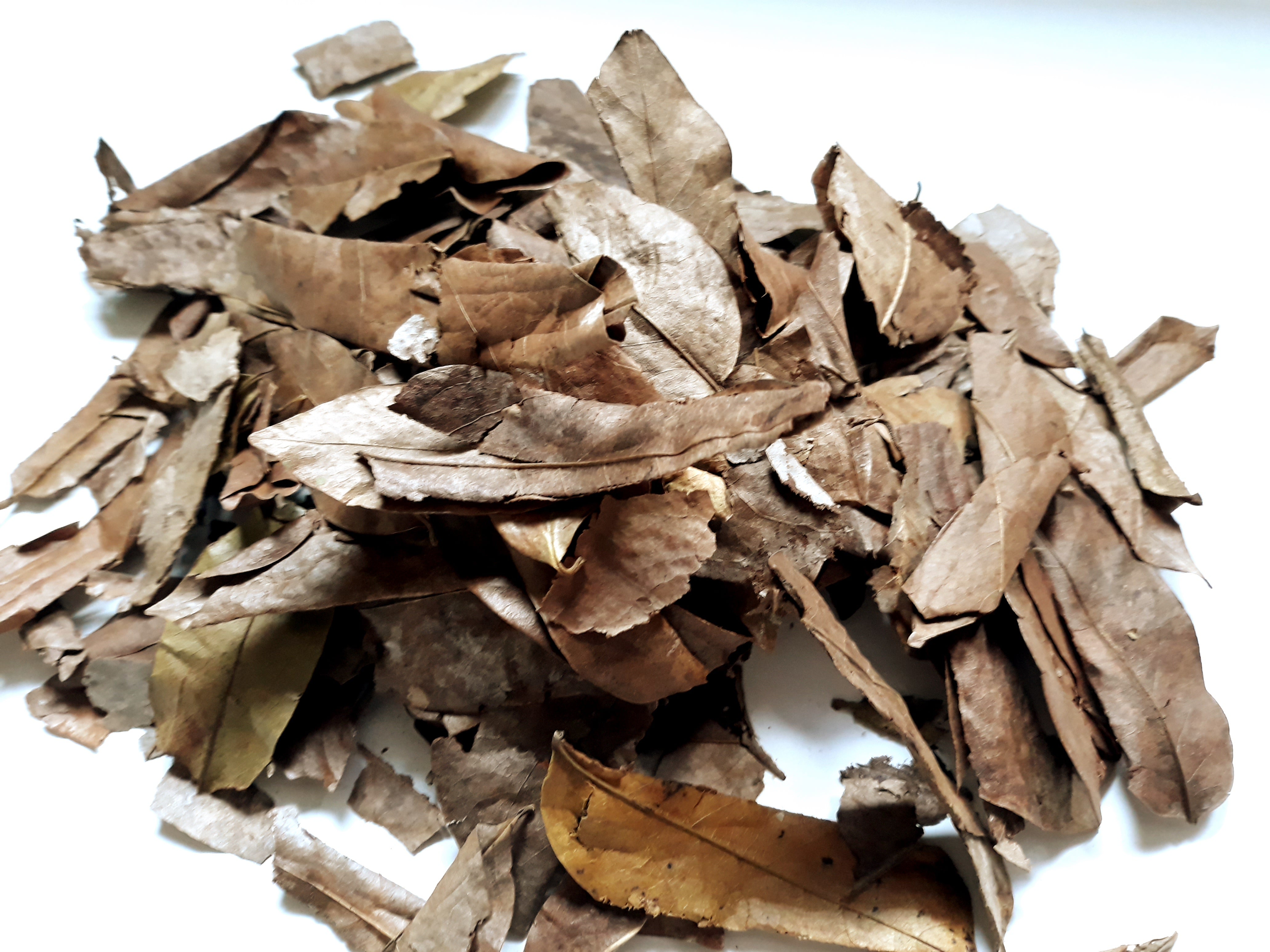 Guanabana Soursop Guyabano Leaves hojas whole dried