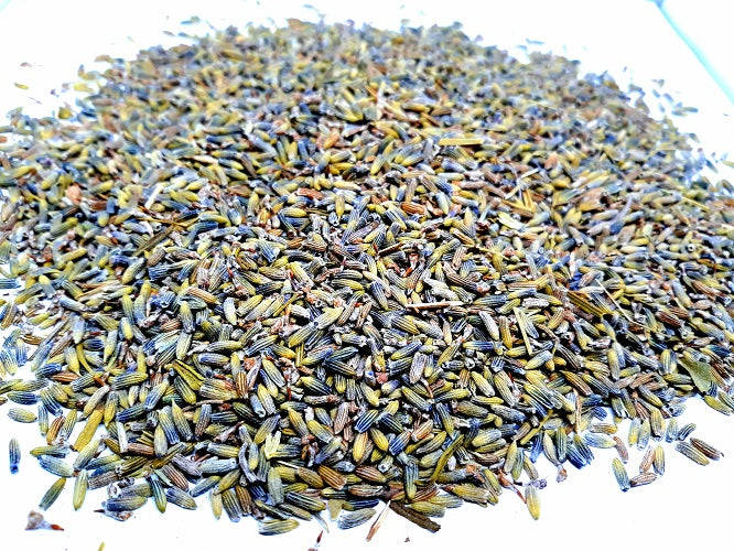 Lavender Alucema  LAVANDULA ANGUSTIFOLIA