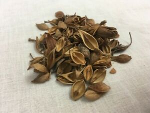 Lian Qiao (fruta Forsynthia, Fructus Forsythiae, 连翘)