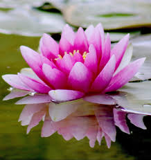 Hojas de Loto Nelumbo Nucifera cortadas Sin Sulfitos